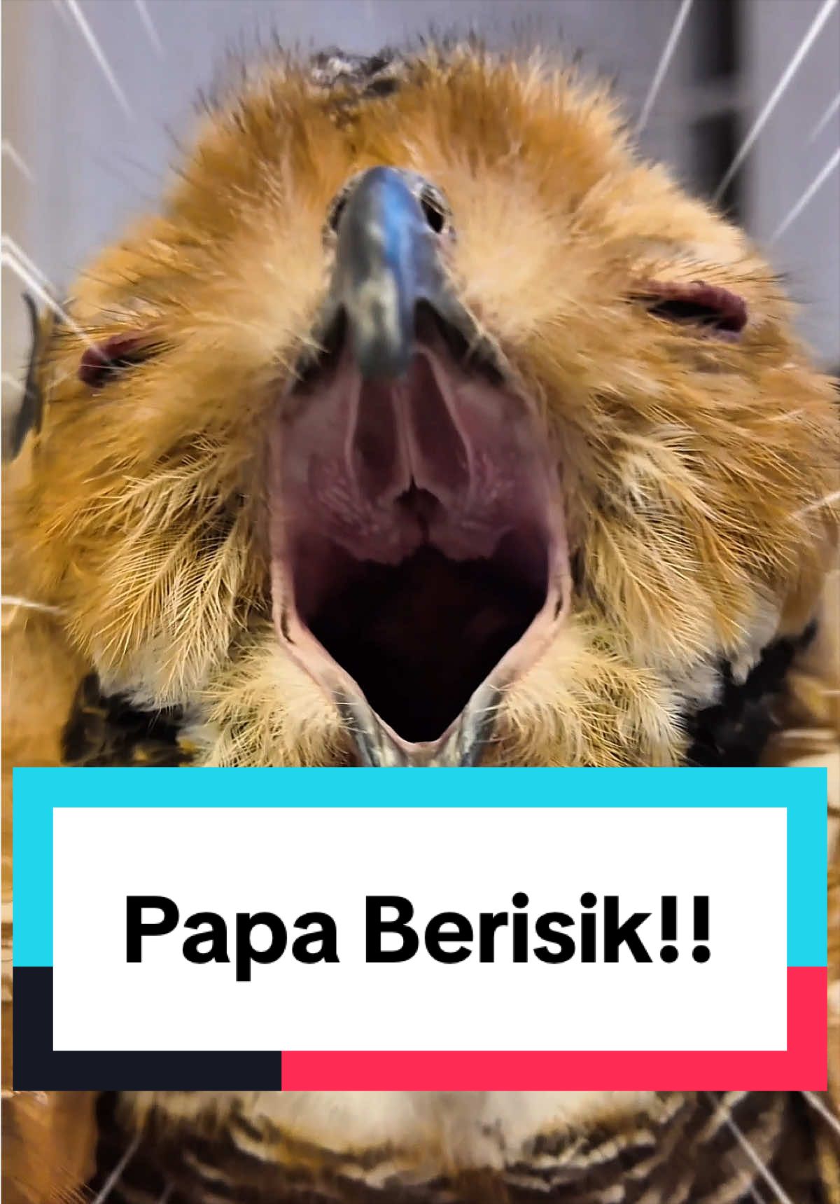 @Bibib Family