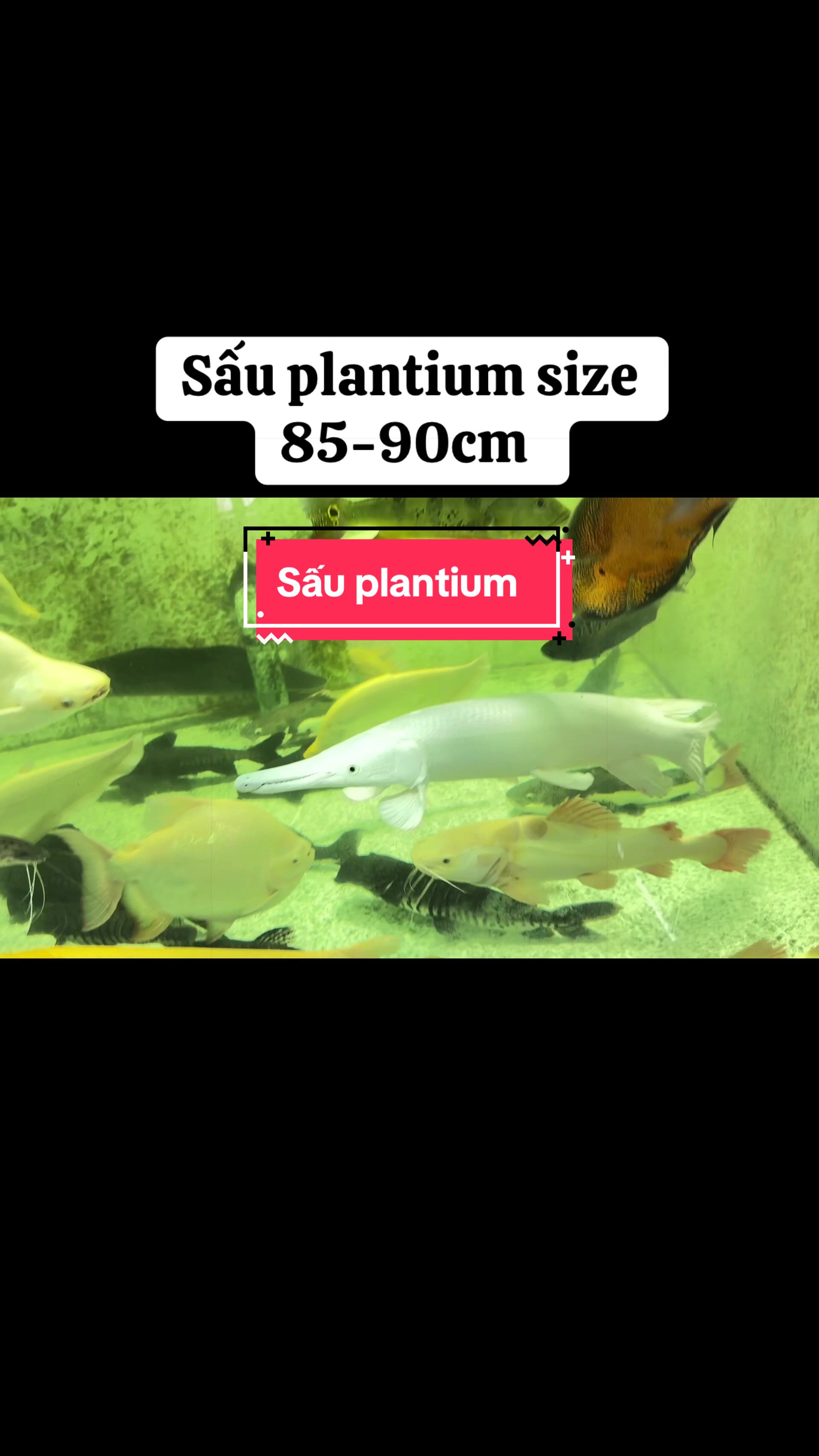 @Ph&aacute;t Đạt B&aacute;n C&aacute; 😎🐠🦈