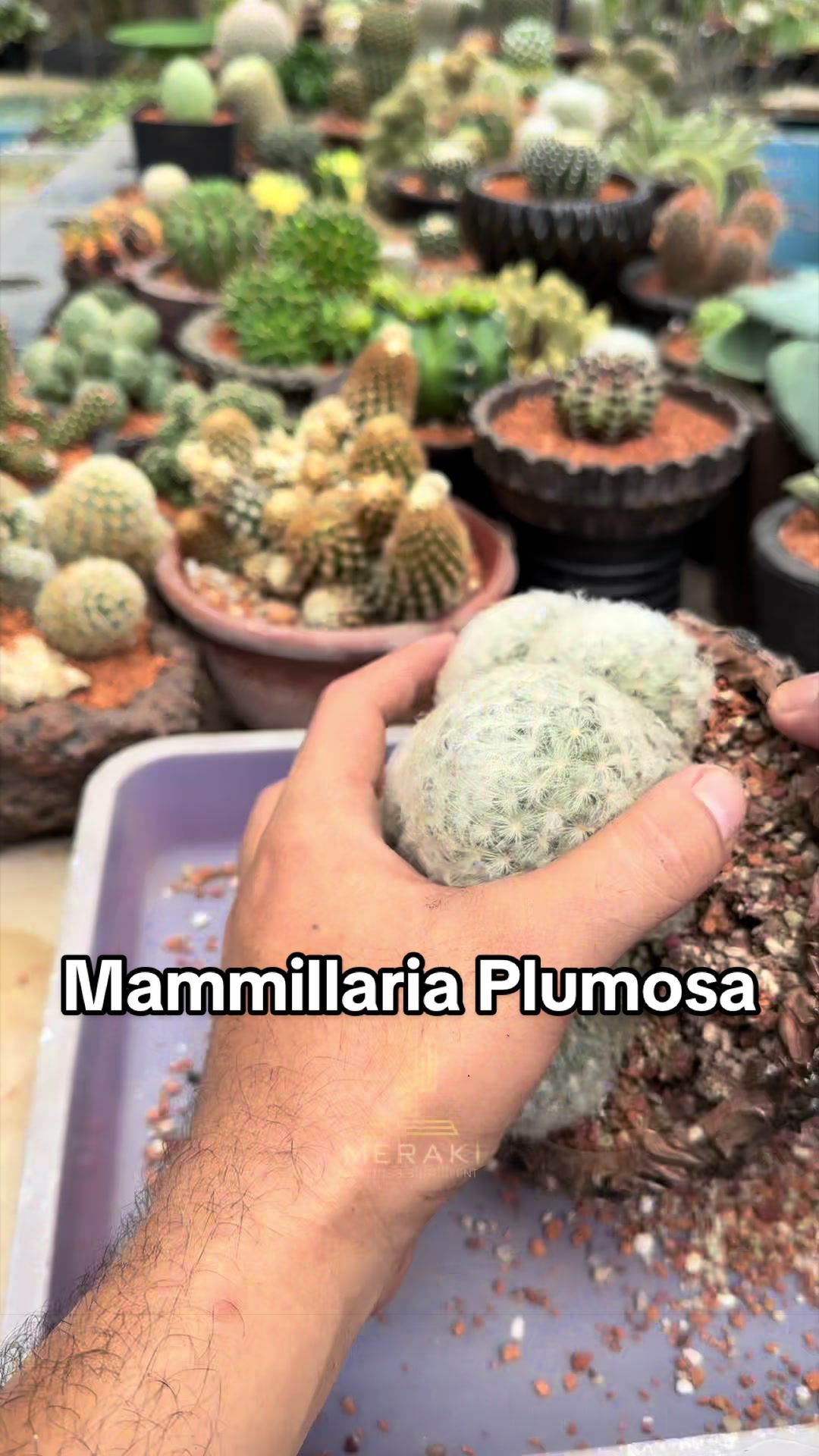 @Meraki Cactus