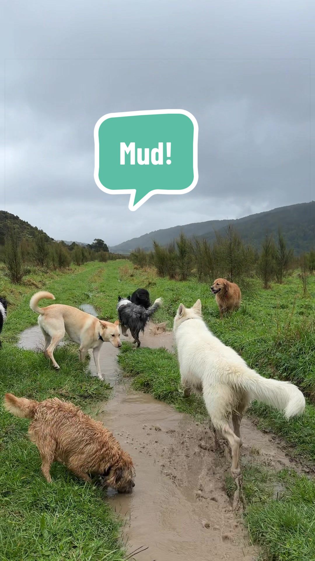 @Beks 🐺 Dog Handler 🇳🇿