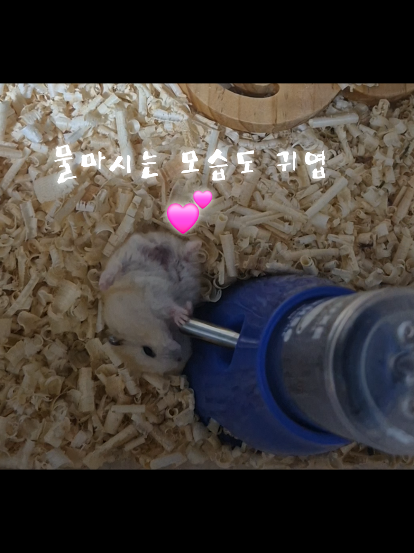 @햄찌🐹소금이🐭🌸푸딩이
