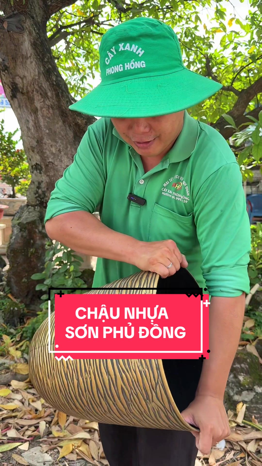 @Cây Xanh Phong Hồng