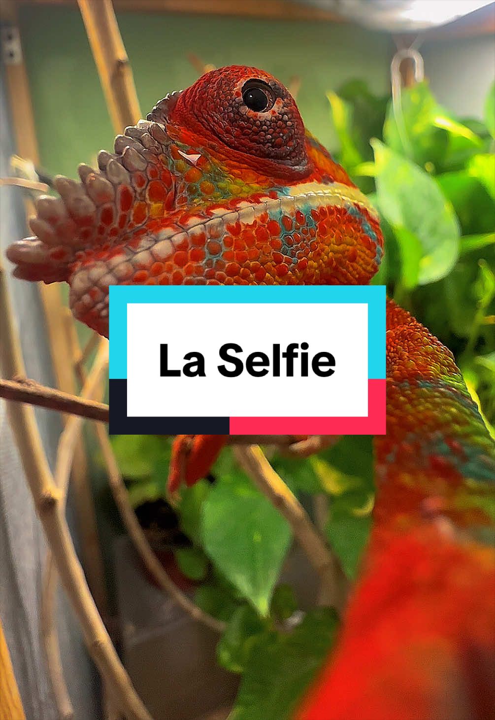 @ReptilMania