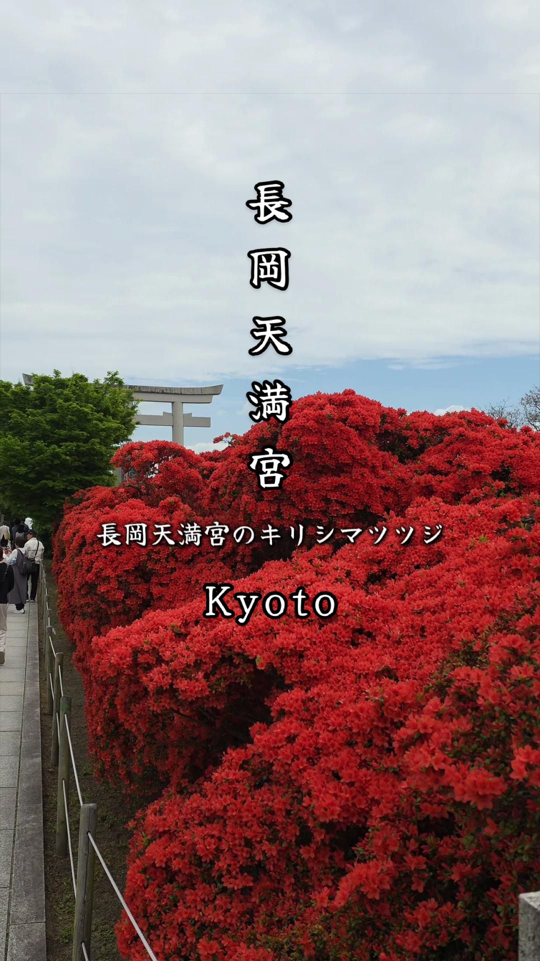 @星来⭐️セイ