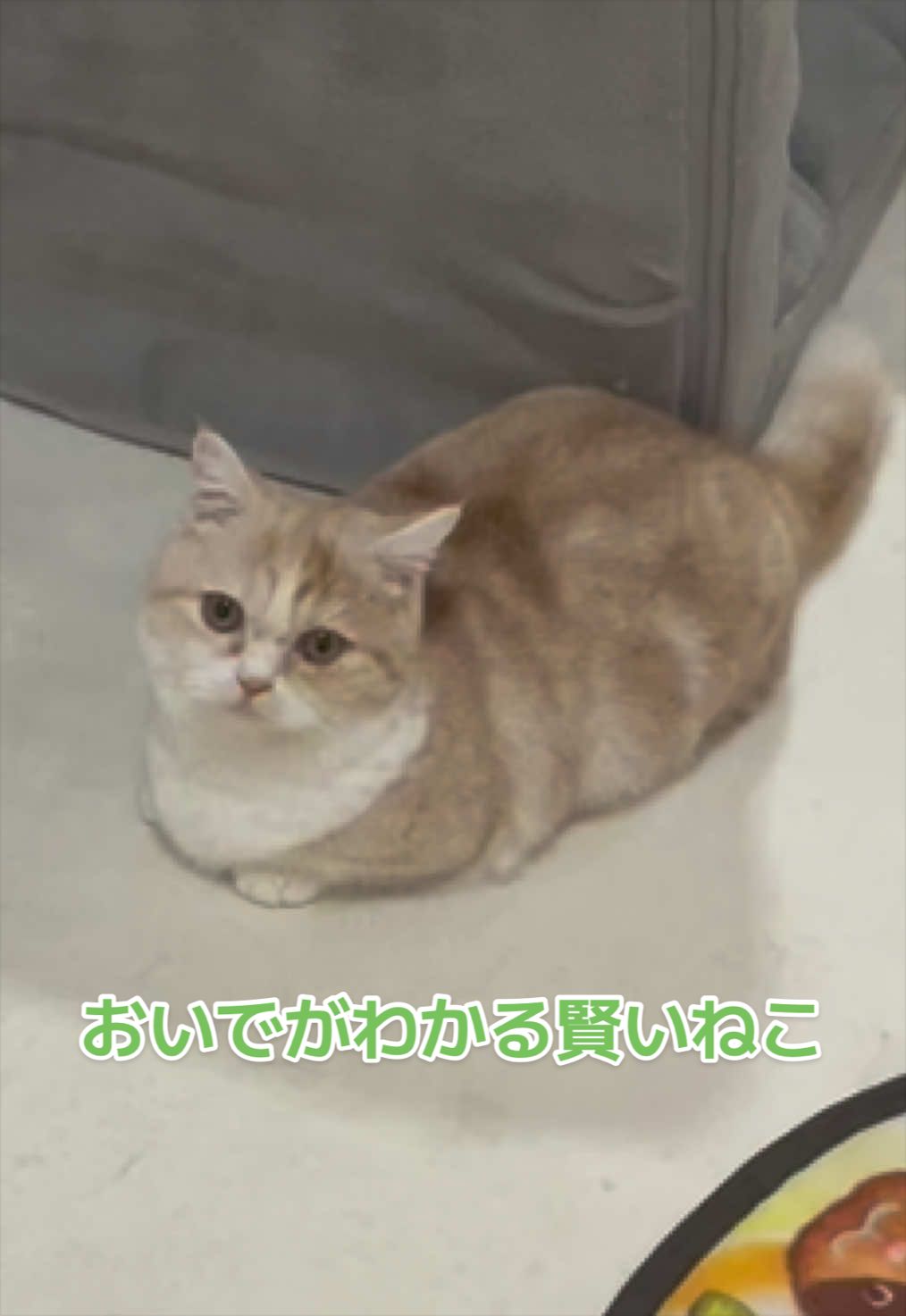 @ใปใฃใ๐๐