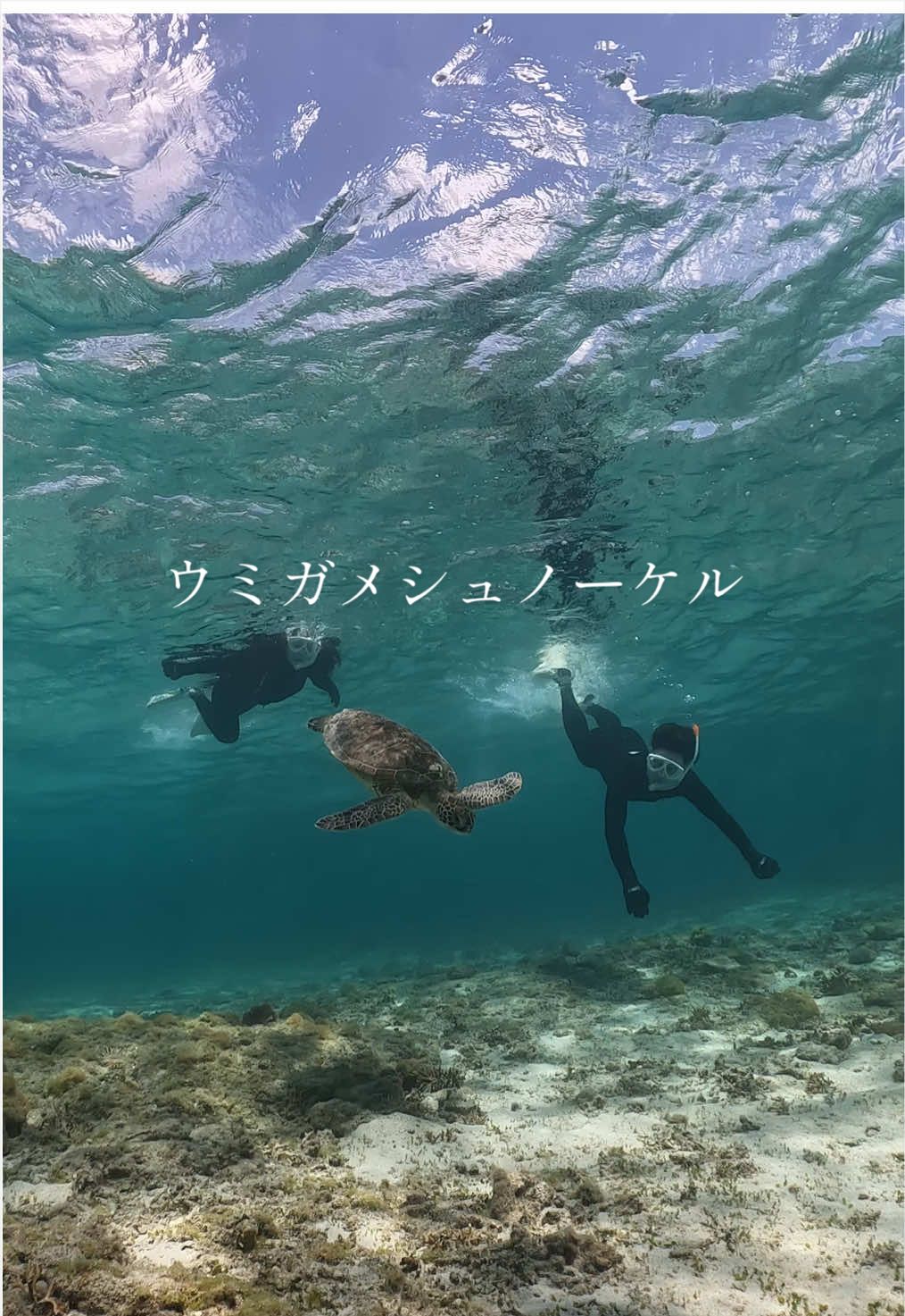 @奄美大島シマッチュ