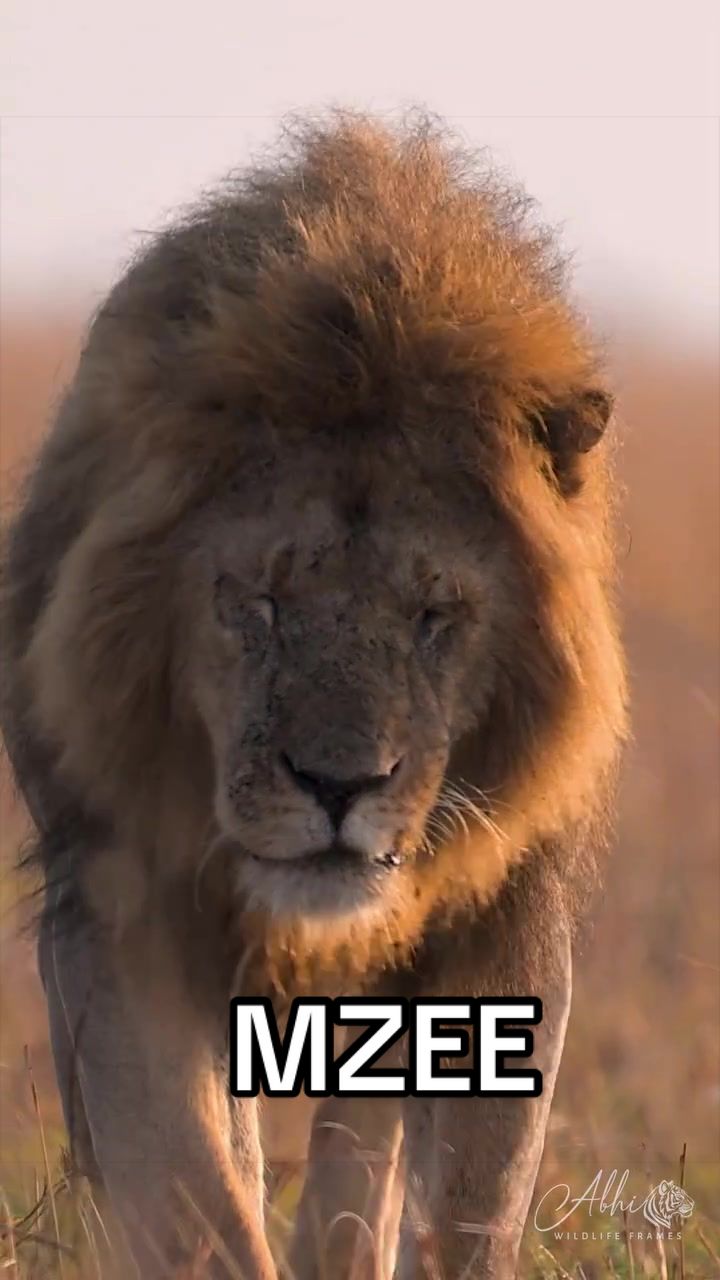 @Nai (aka Lion Expert)
