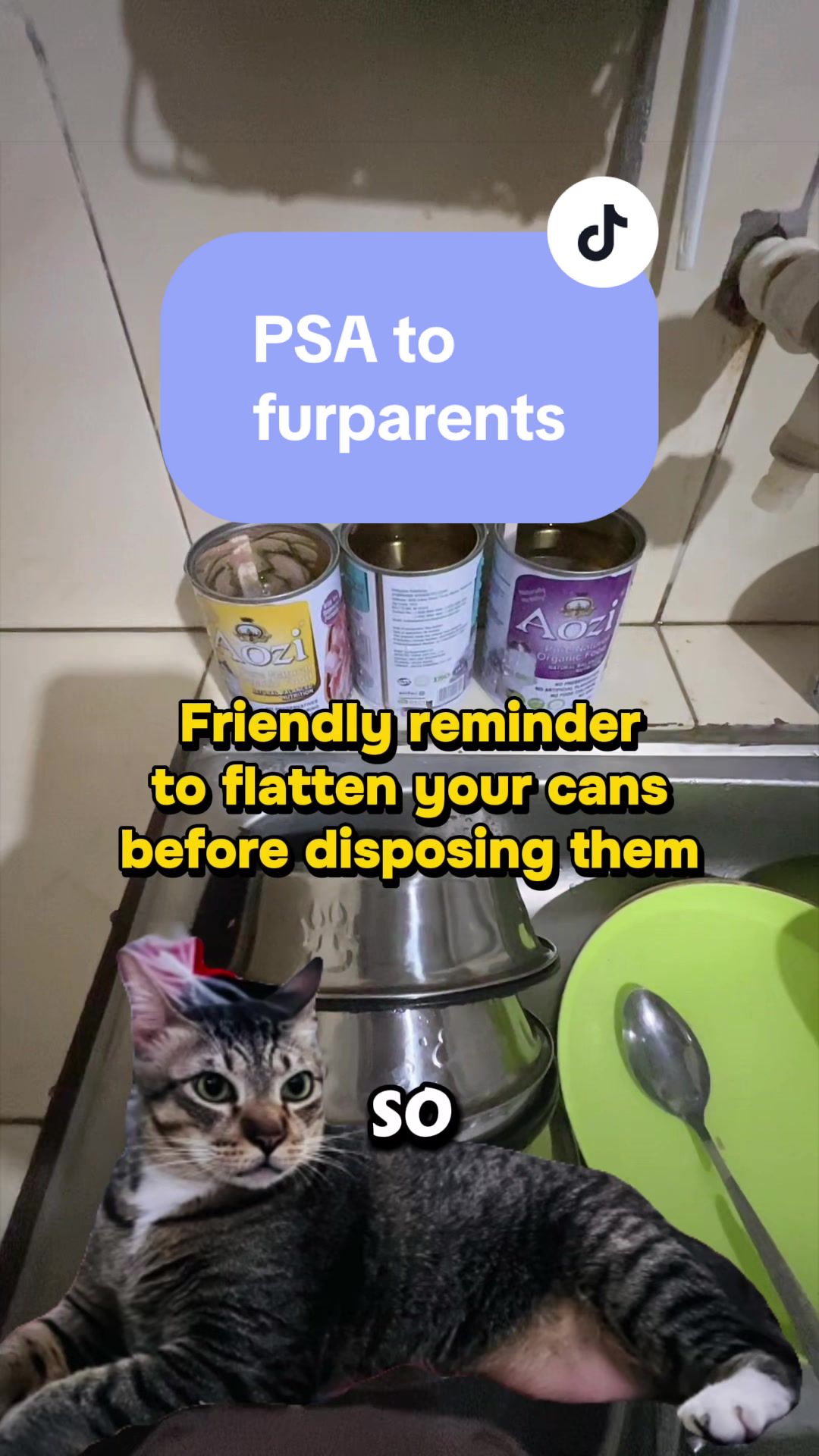 @17meows