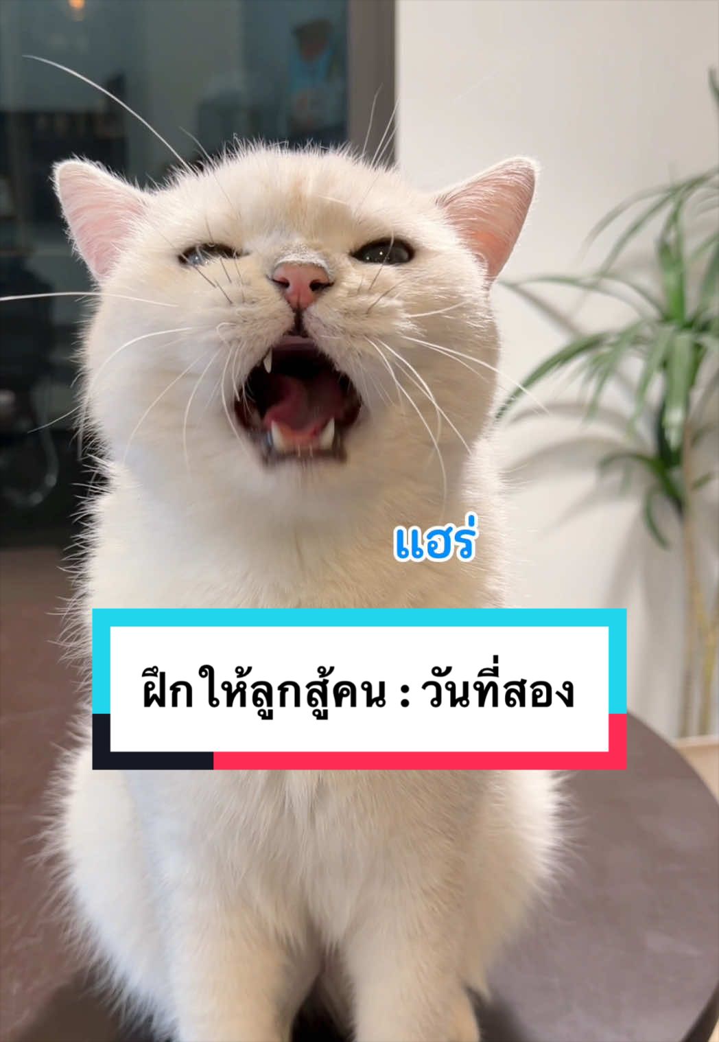 @คิมบับครับผม