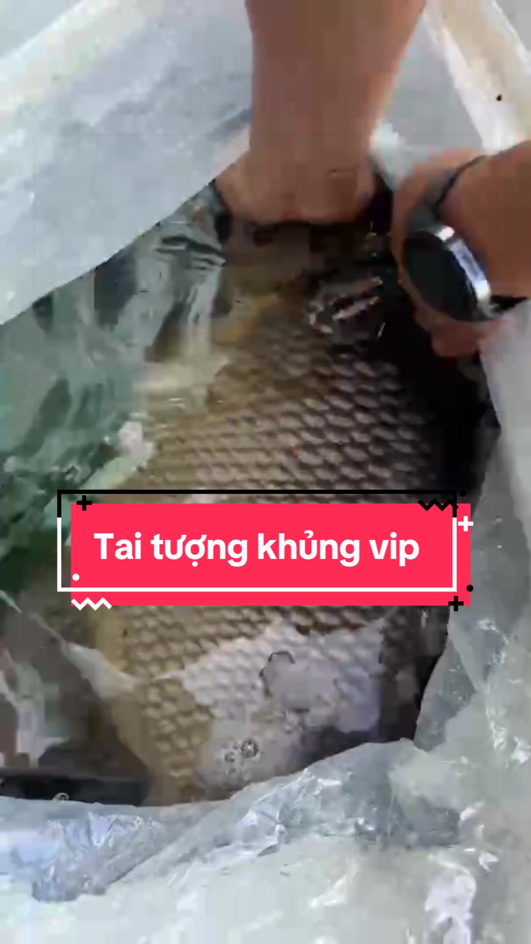 @Phát Đạt Bán Cá 😎🐠🦈