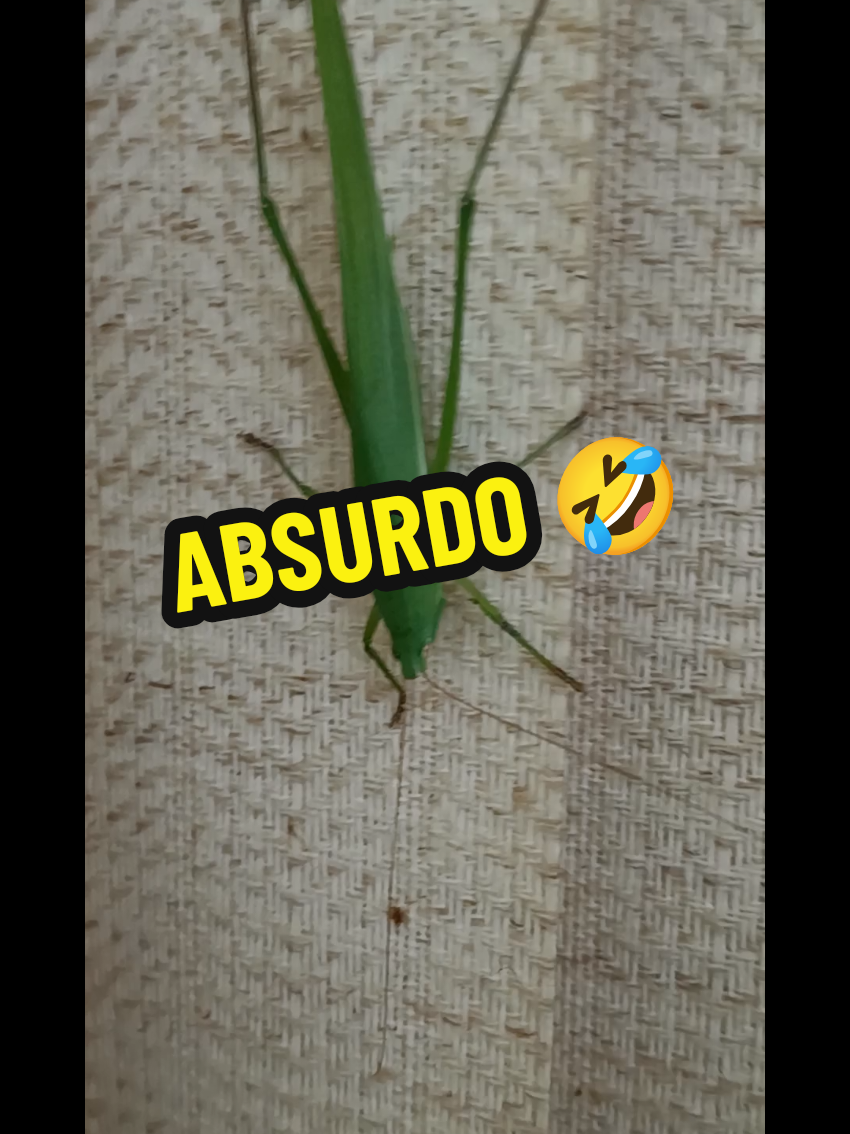 @BURYKAS