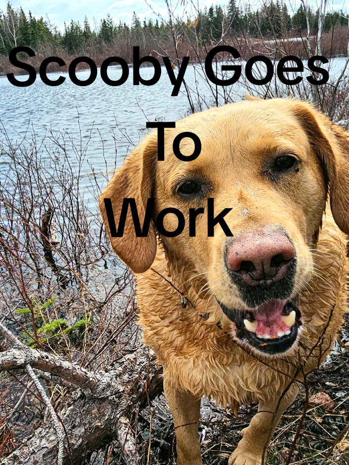 @Dogmom