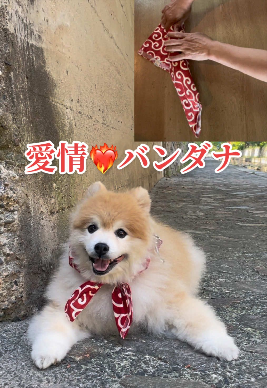 @ポメラニアン🐾えびす