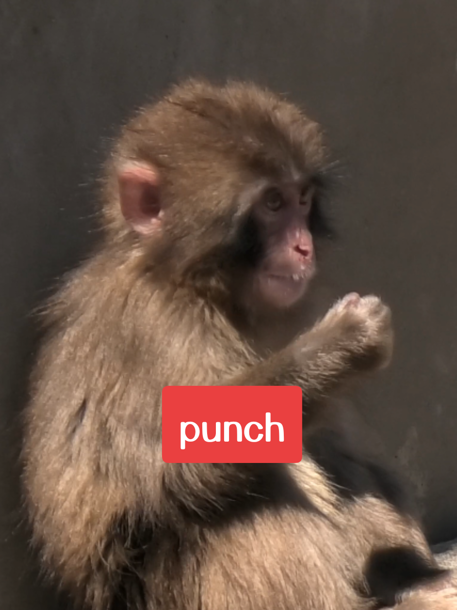 @Punch's Growth Diary