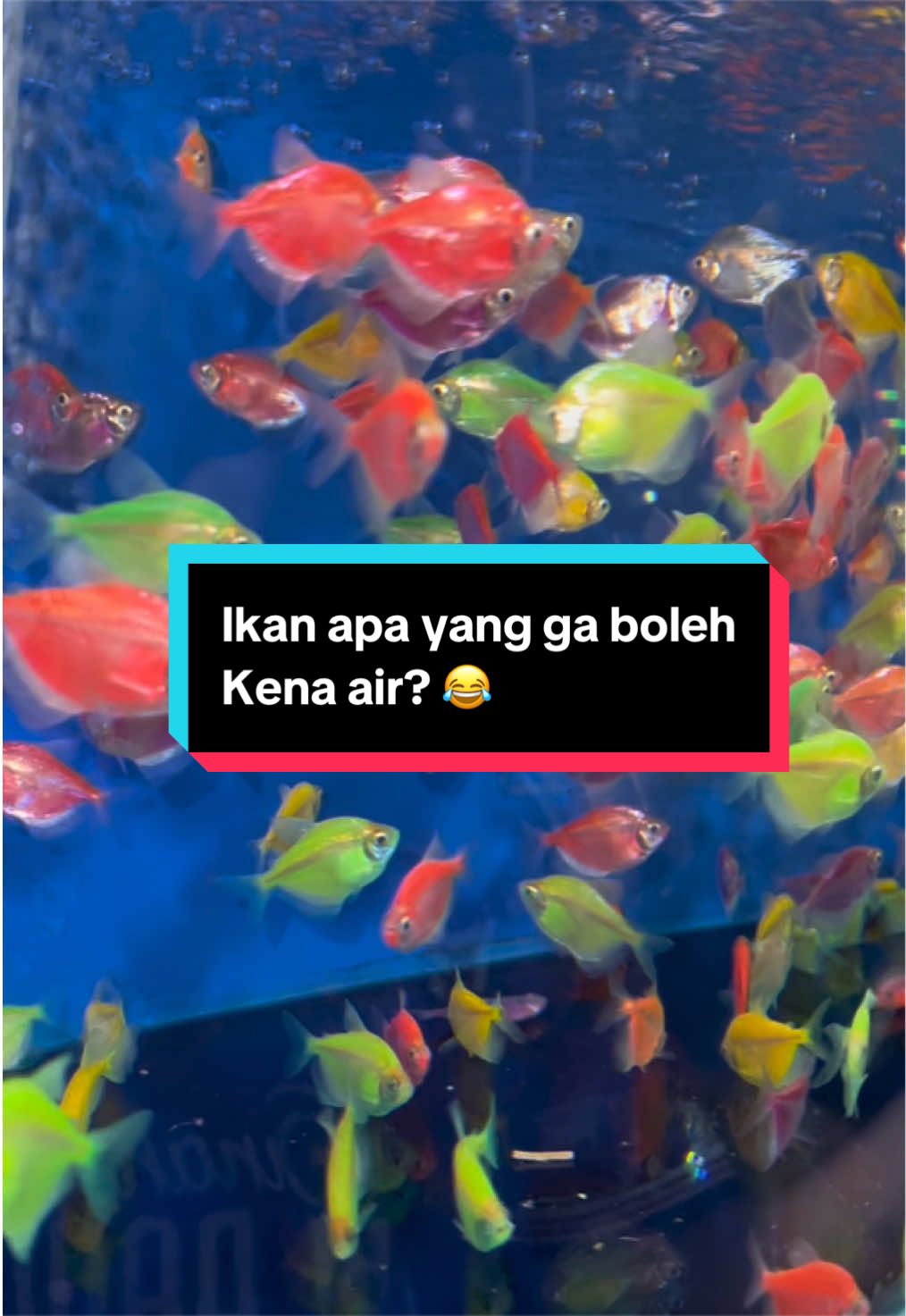@Java fish aquatic Luwuk
