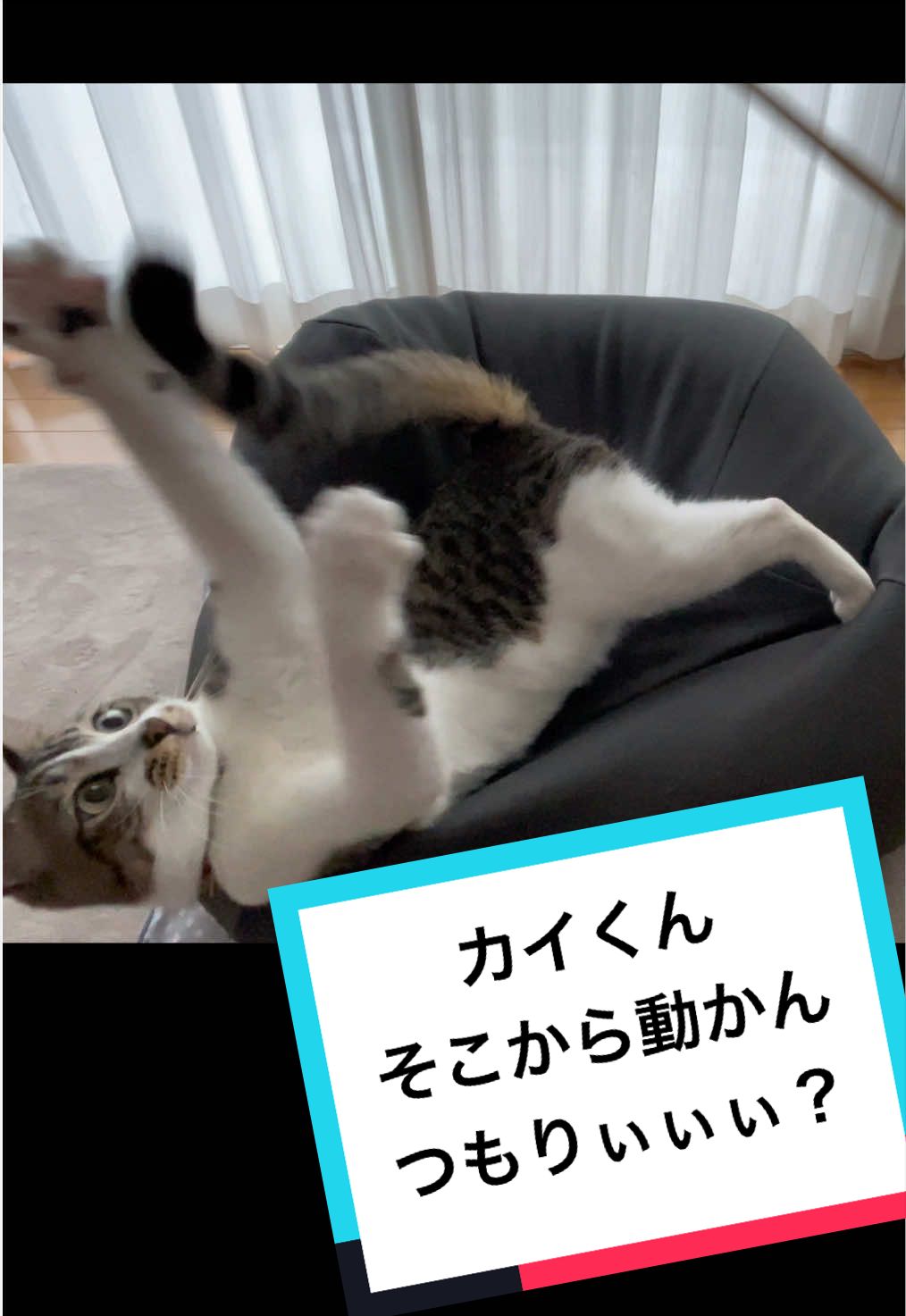 @ねこまみれ