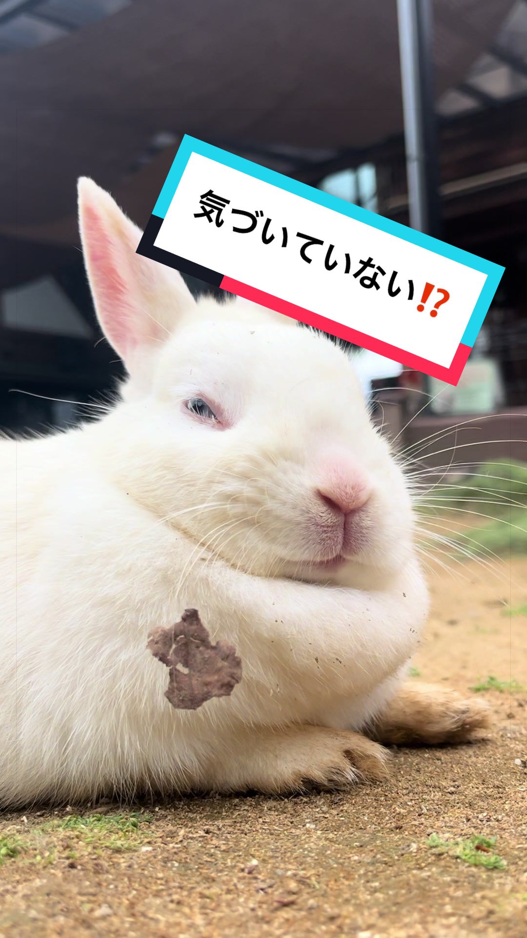 @【公式】月うさぎの里