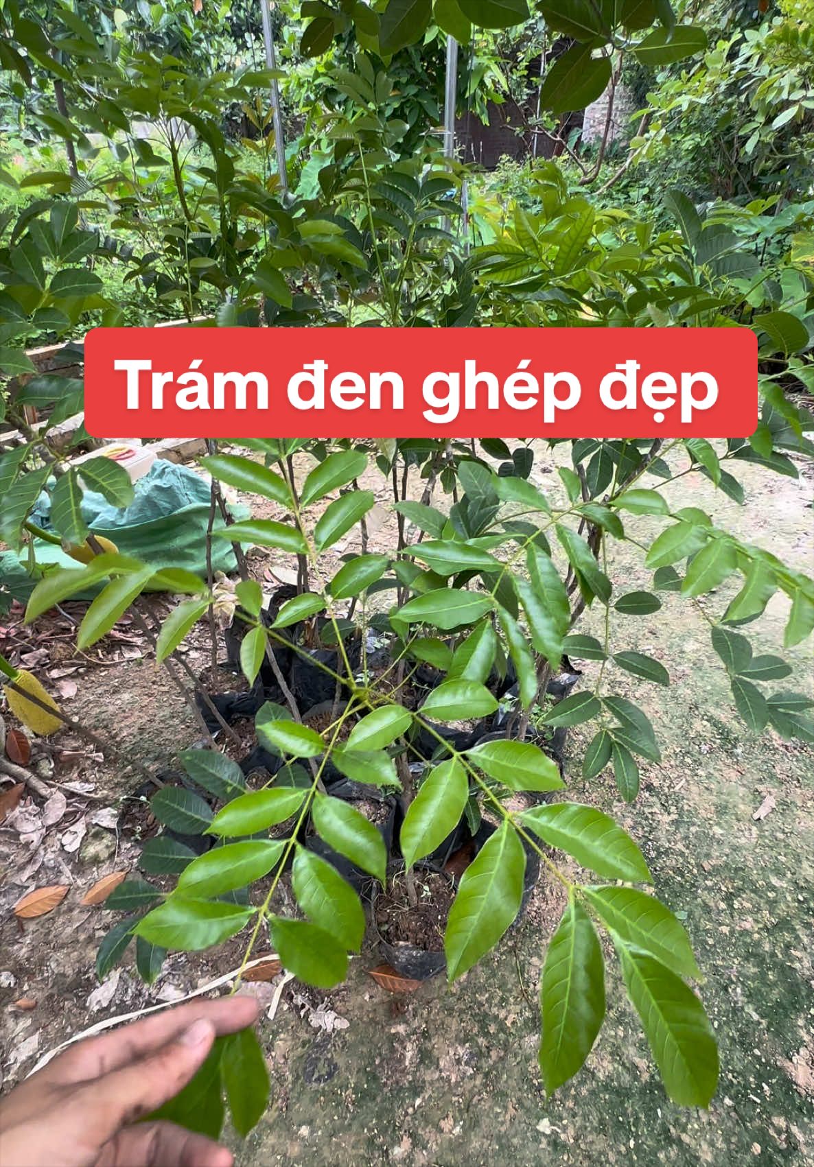 @Nhà Vườn Vũ Mai