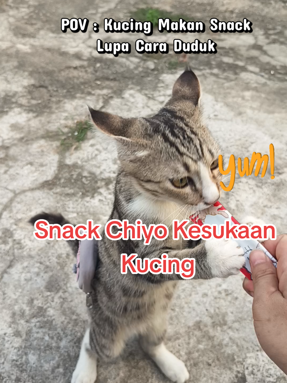 @Medayo Petcare