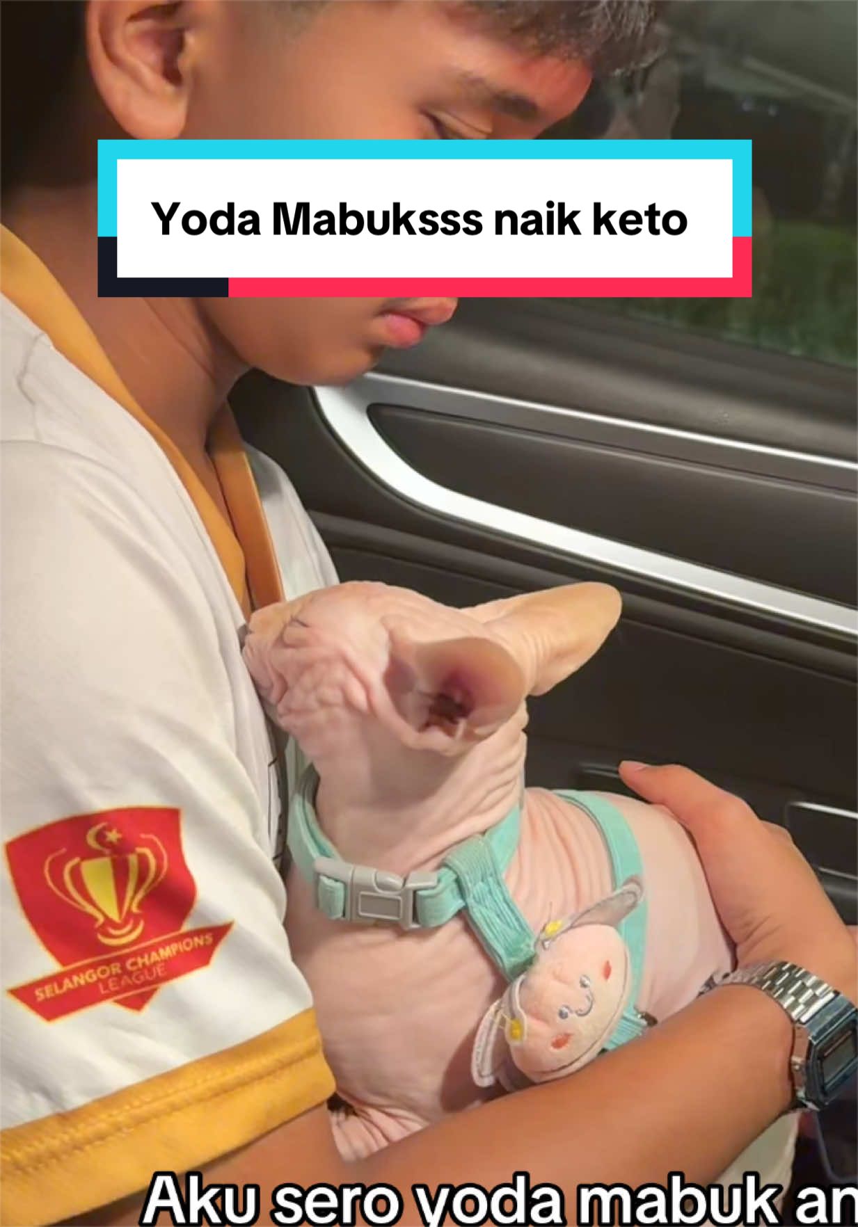 @Kimmy Pet Style