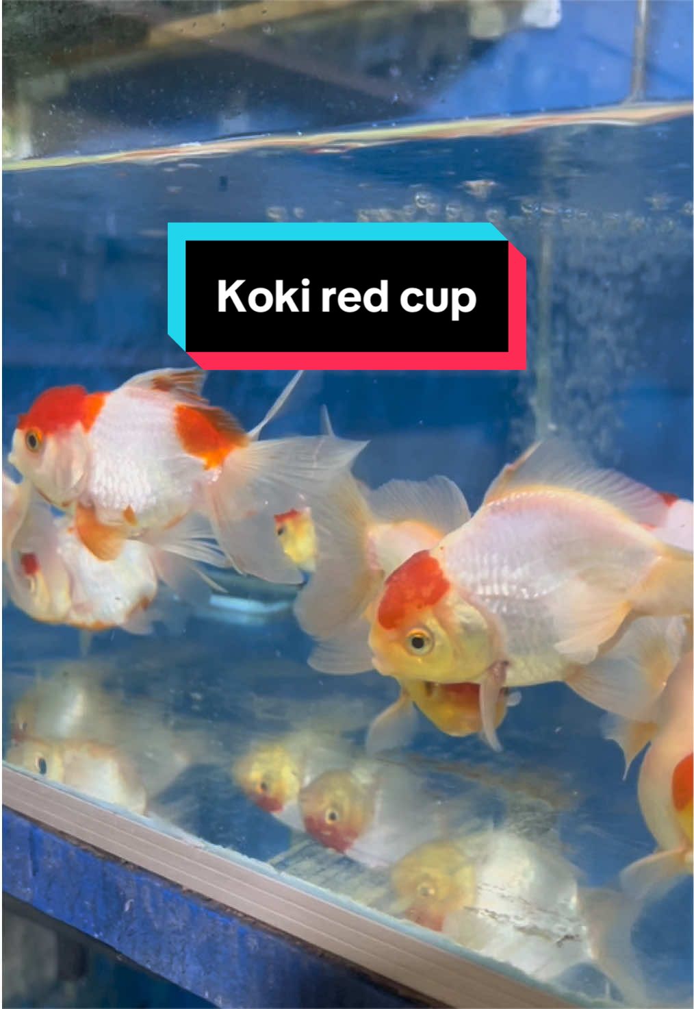 @Java fish aquatic Luwuk