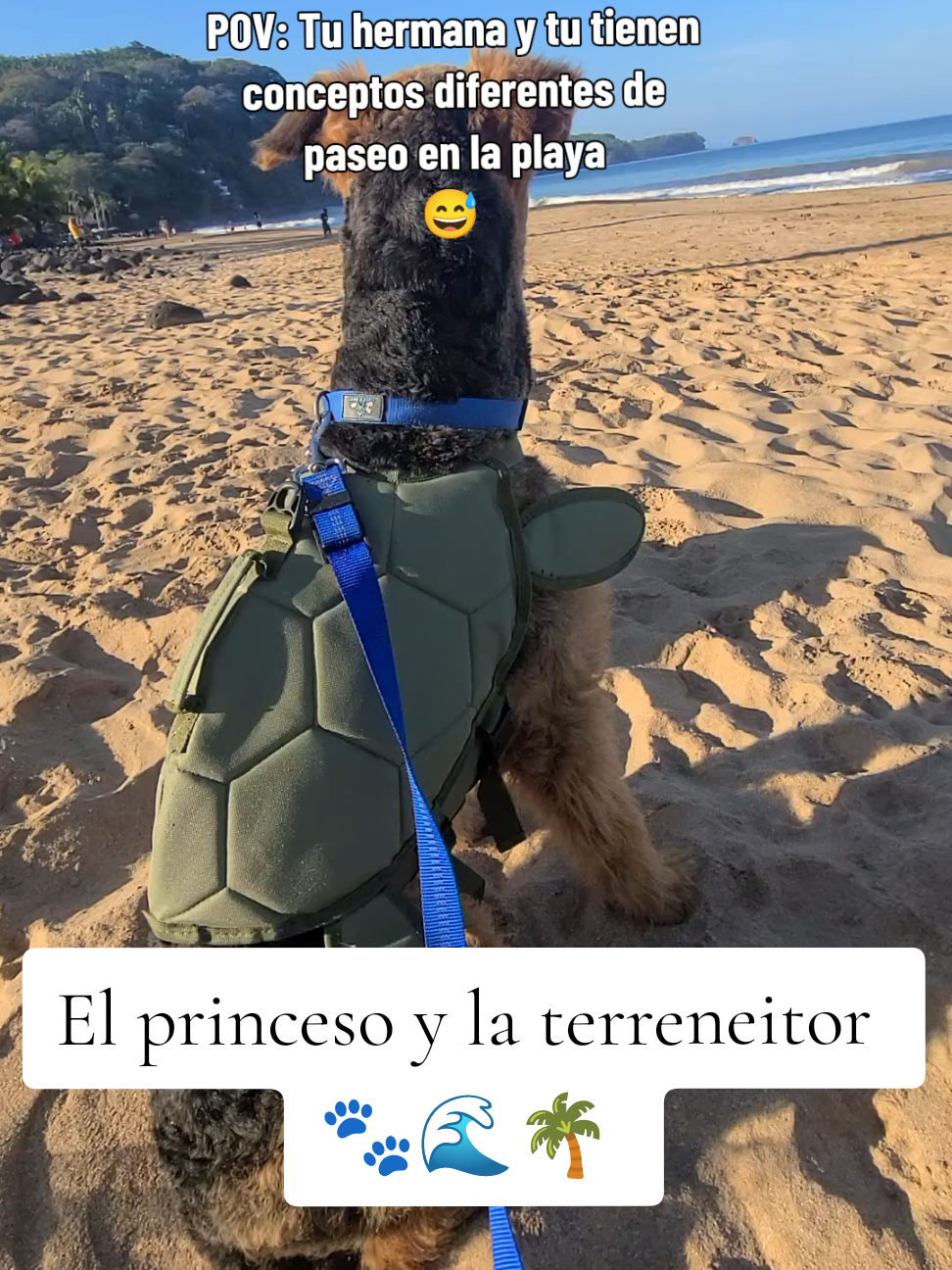 @Trufa Y M&aacute;ximo🐾Airedales