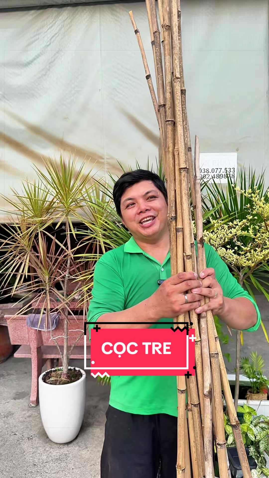 @C&acirc;y Xanh Phong Hồng