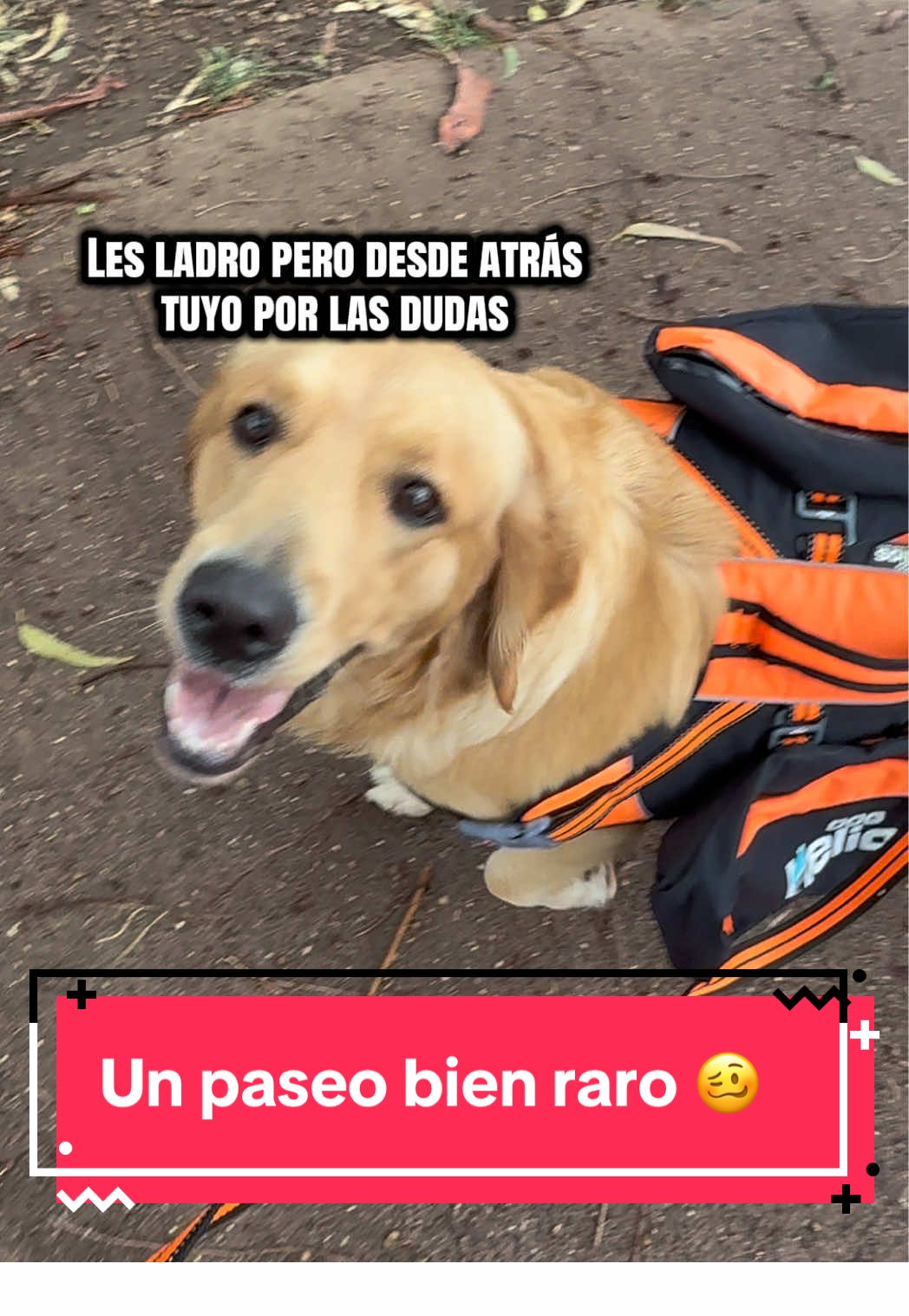 @🐶CharoyCoco🐼