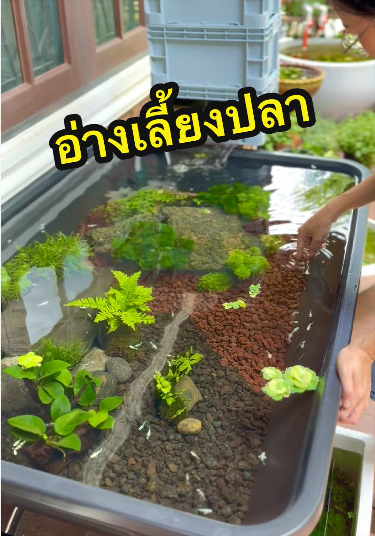 @อ้น บ้านทองกวาว
