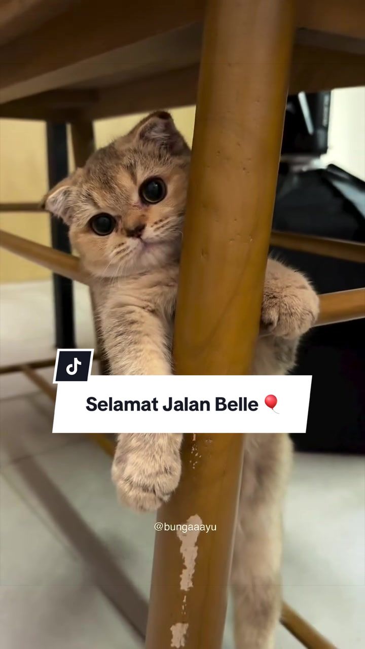 @Bunga Ayu