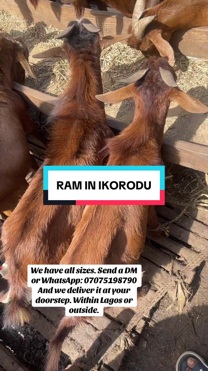 @IKORODU BLOG