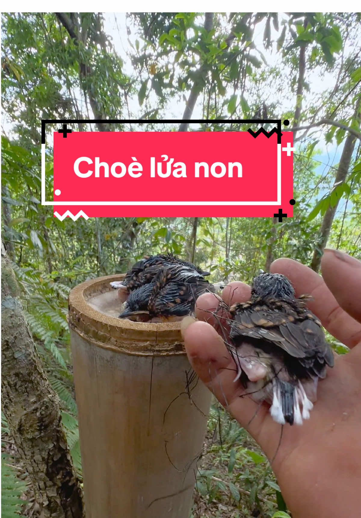 @C&C Miền Núi ⛰️