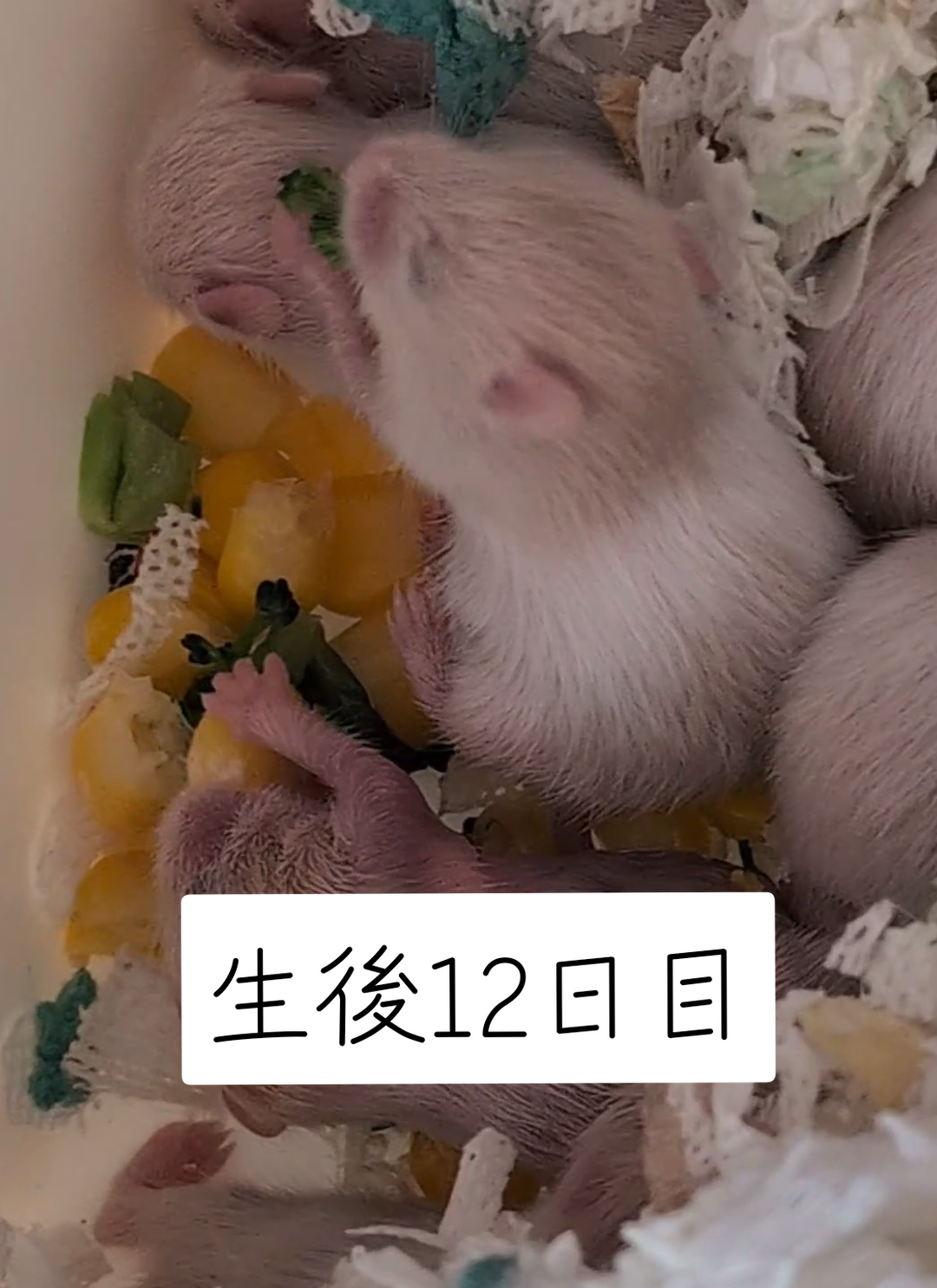 @鼻声🐹主婦