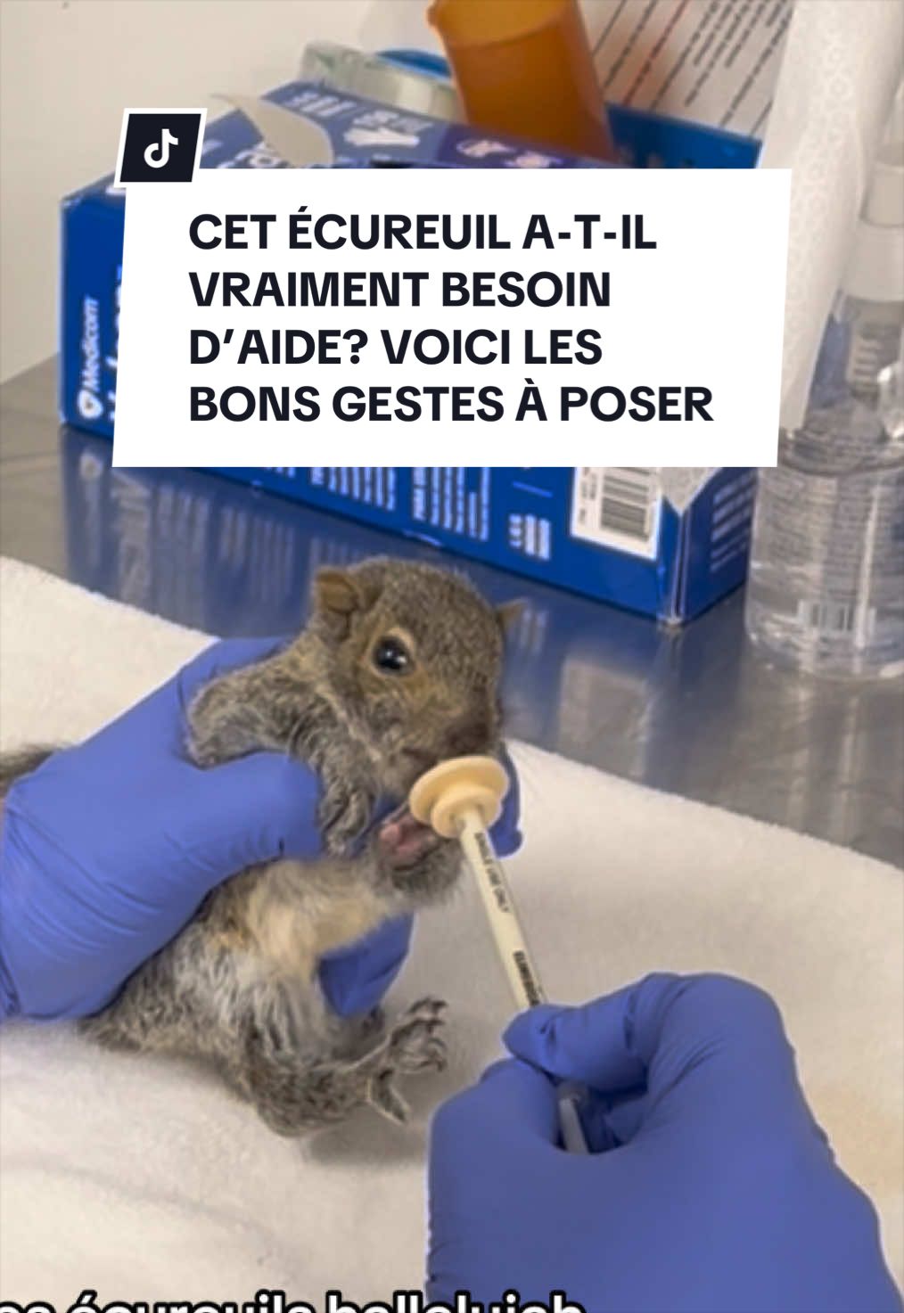 @Montreal SPCA