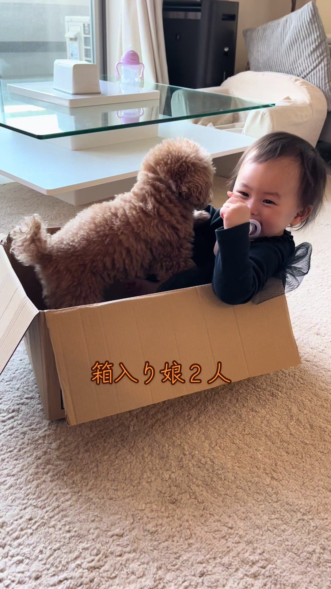 @しゃこたん犬ぽこ🐶🐰with子分