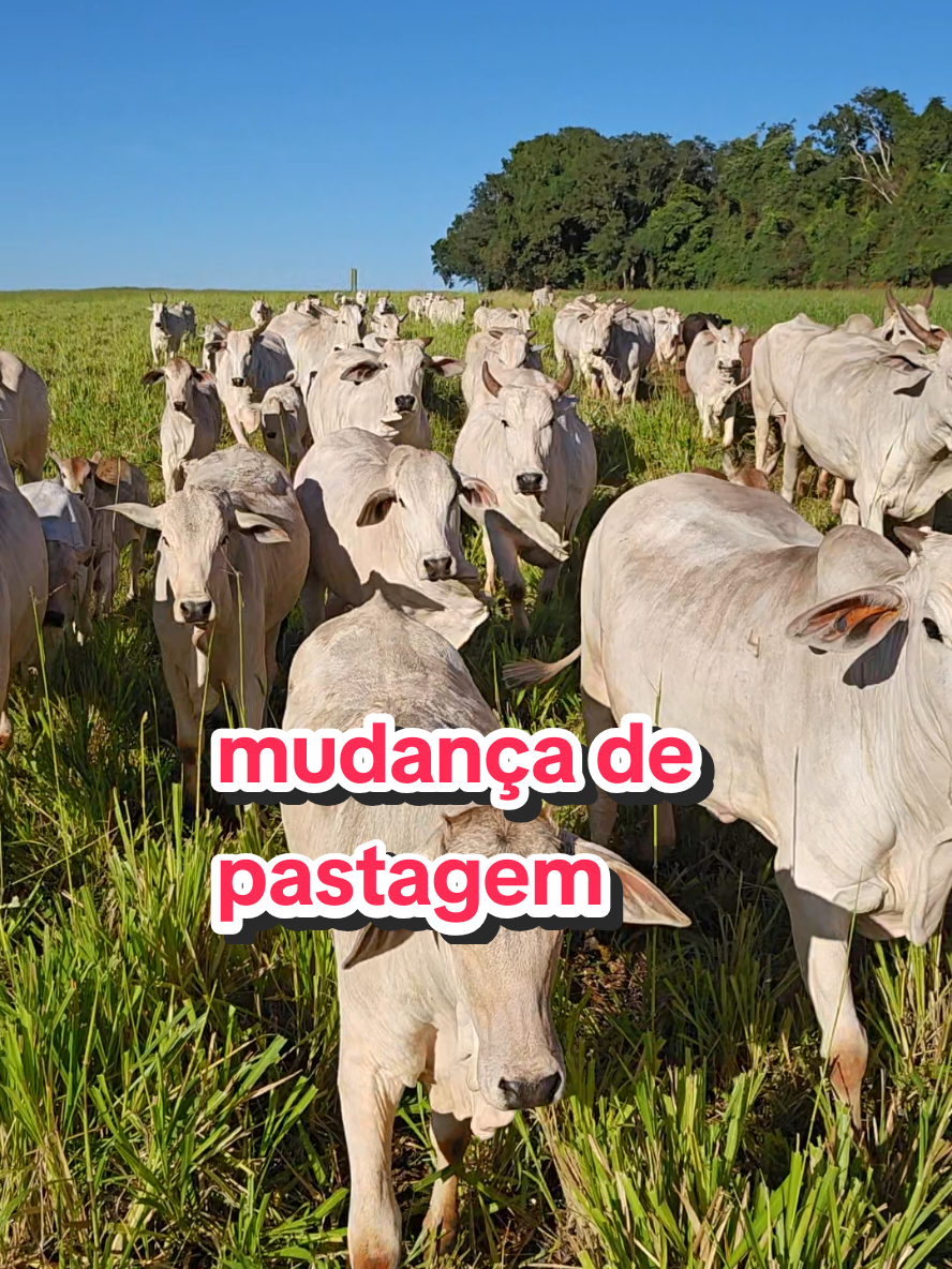 @Geovane neto