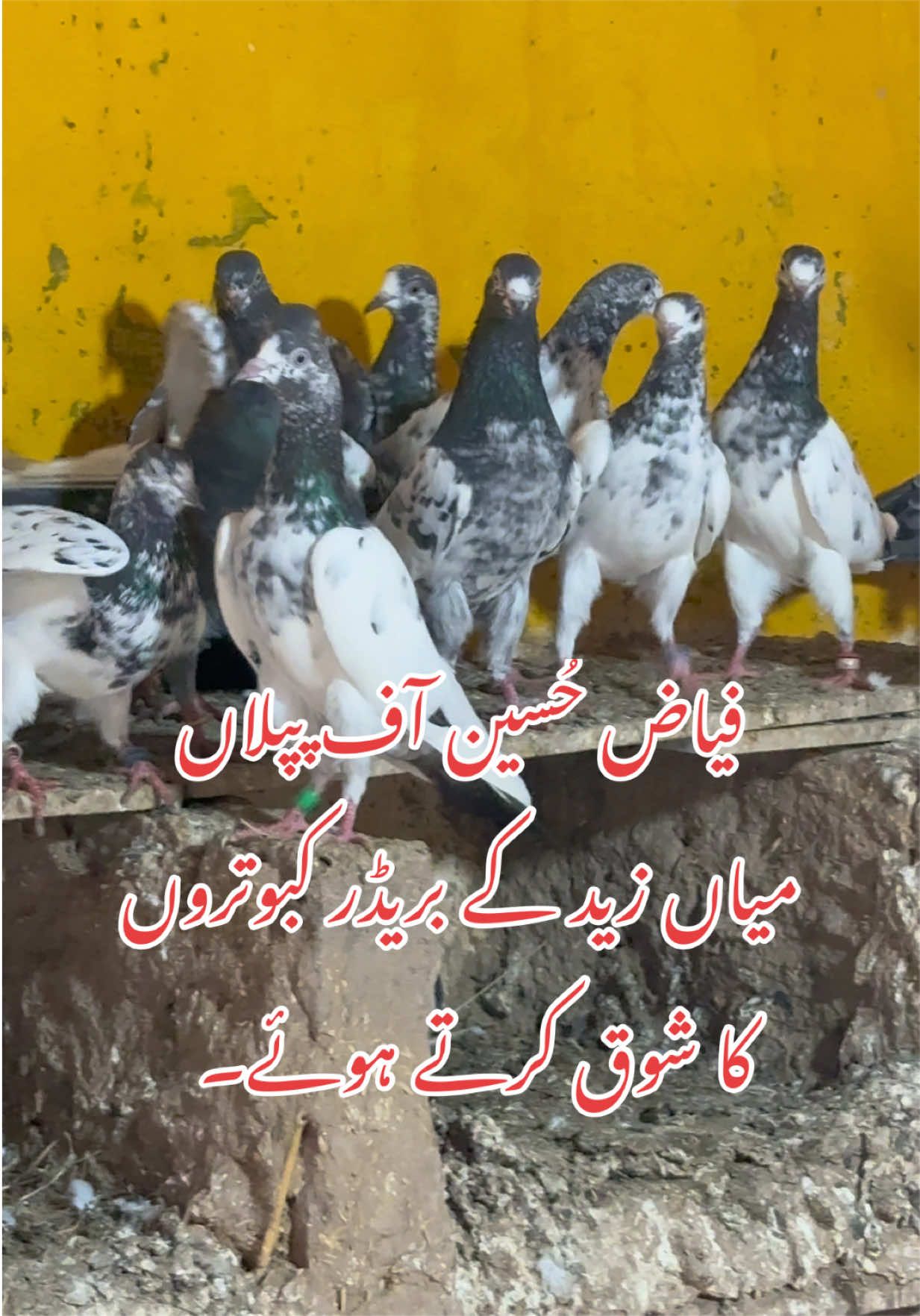@Aero Pigeons Club