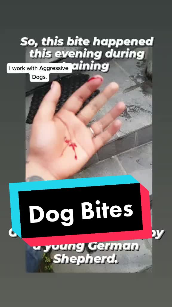 @Abhilasha - DogTrainer