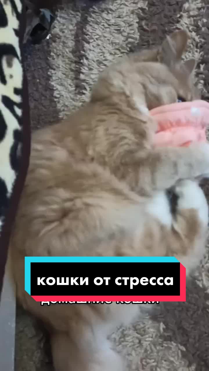 @leva.opakot