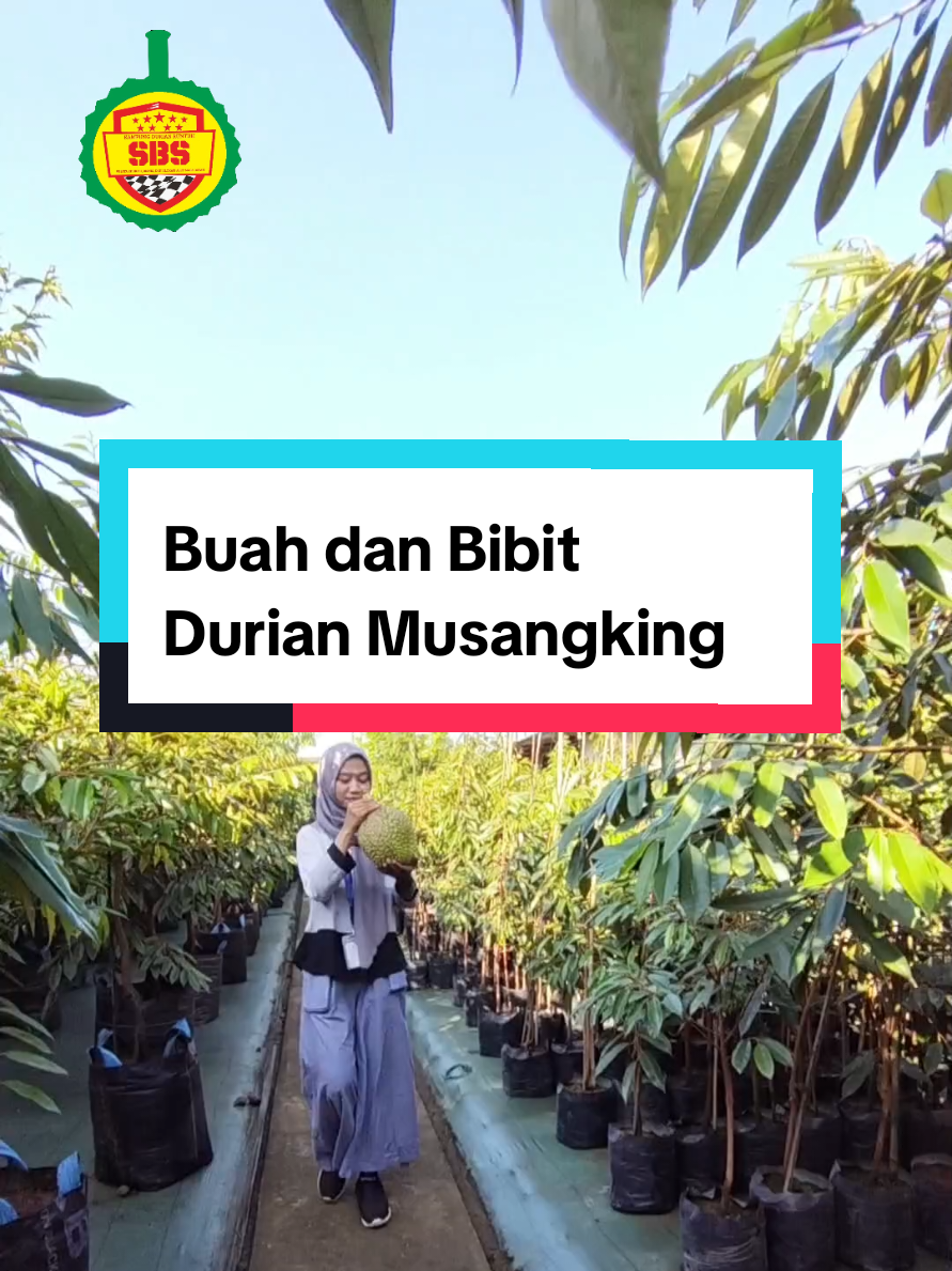 @Produksi Buah_SBS