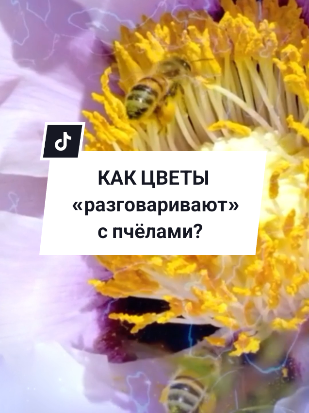 @Калейдоскоп фактов