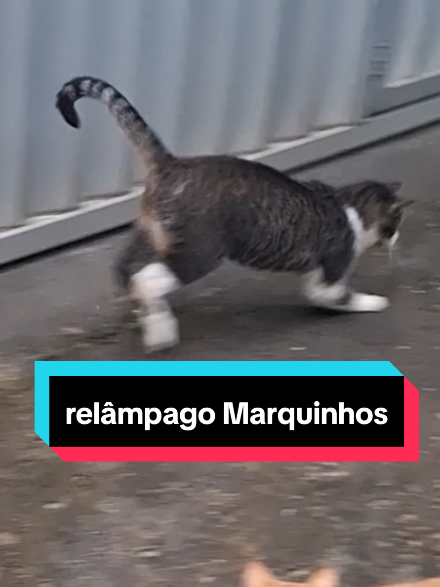 @casa dos gatos