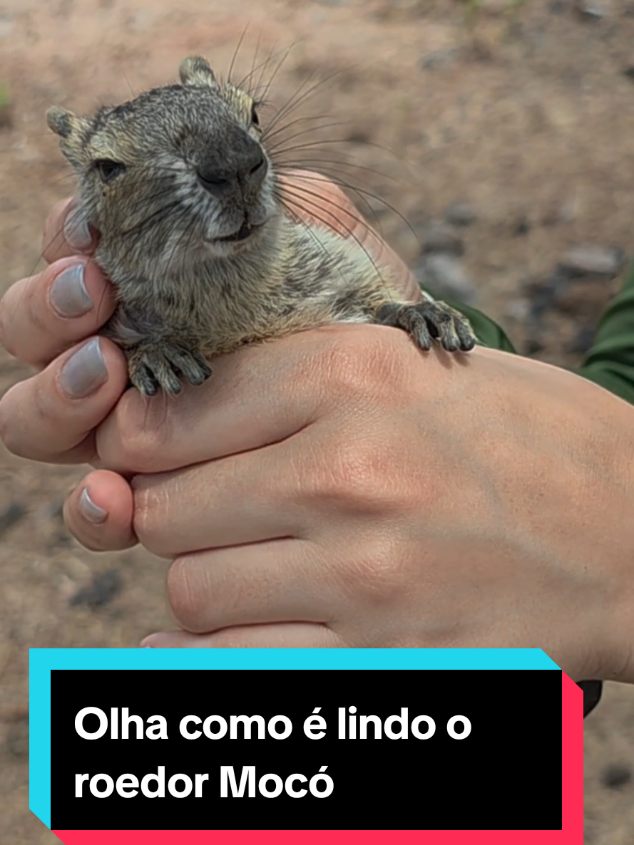 @Princesa das Serpentes