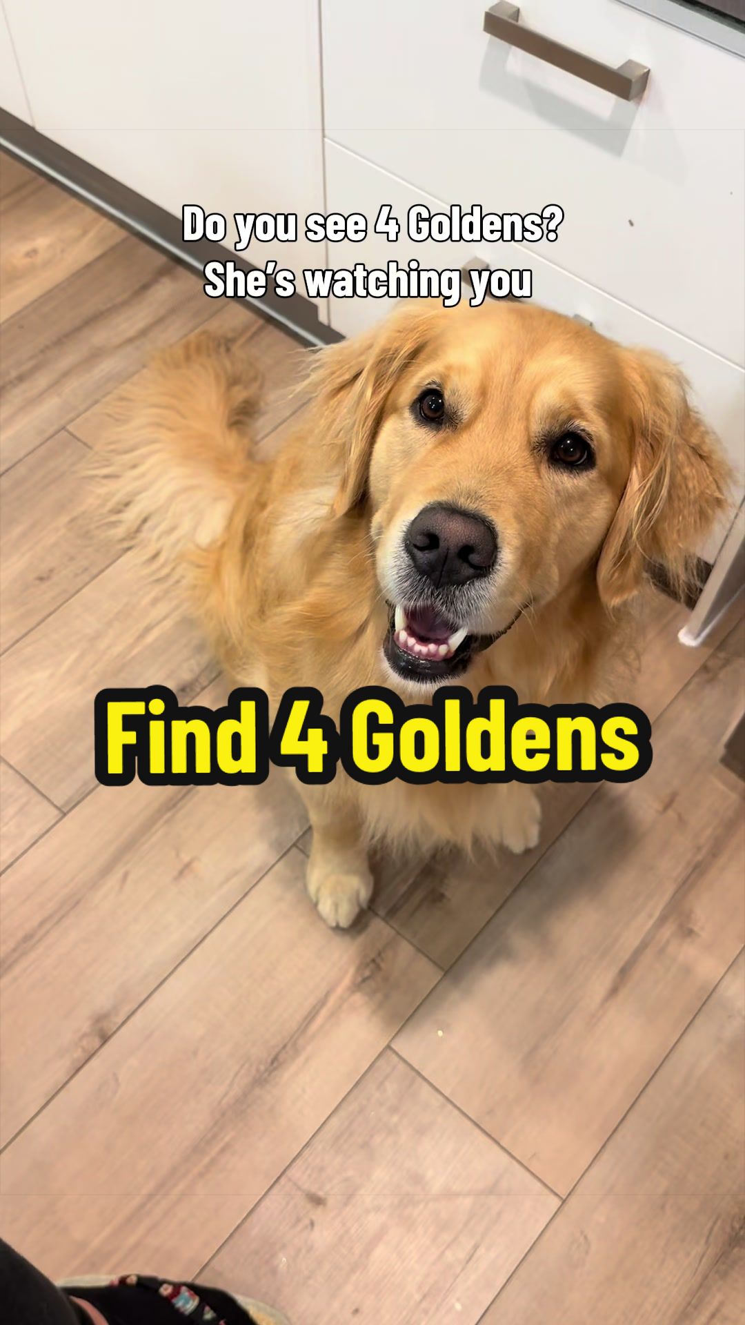@3goldenretriever