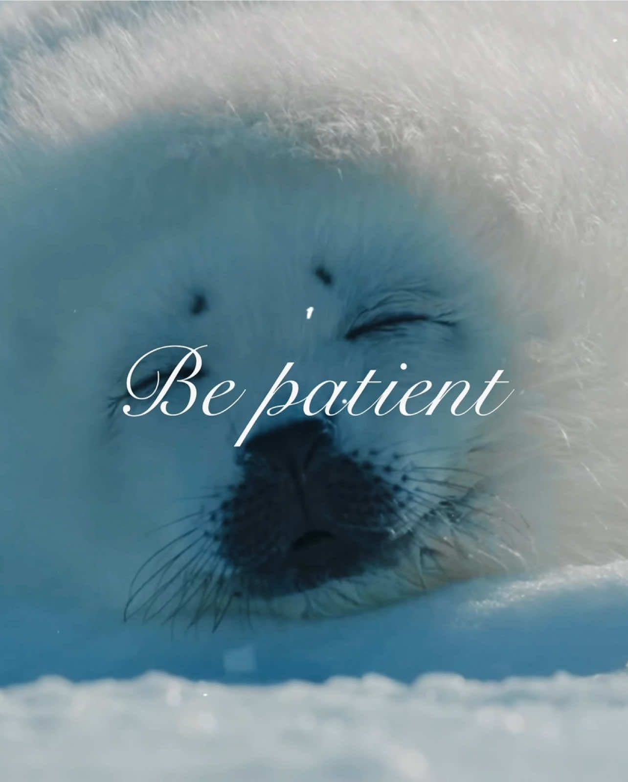 @seal lover 🦭⋆˚꩜｡⋆˚🩵