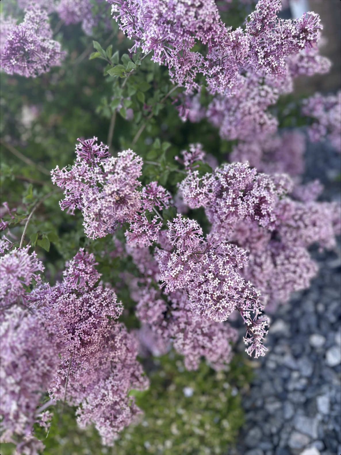 @Rouba🌷