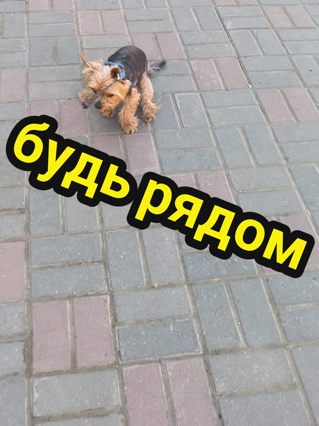@🤟Веня Машаранский✌