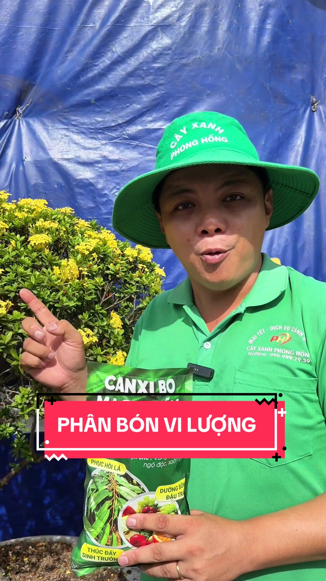 @C&acirc;y Xanh Phong Hồng