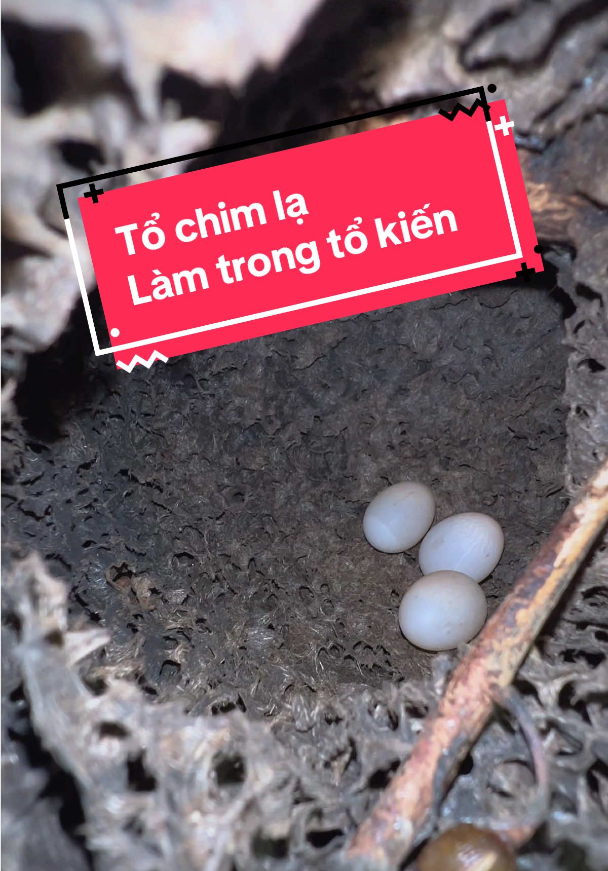 @C&C Miền N&uacute;i ⛰️