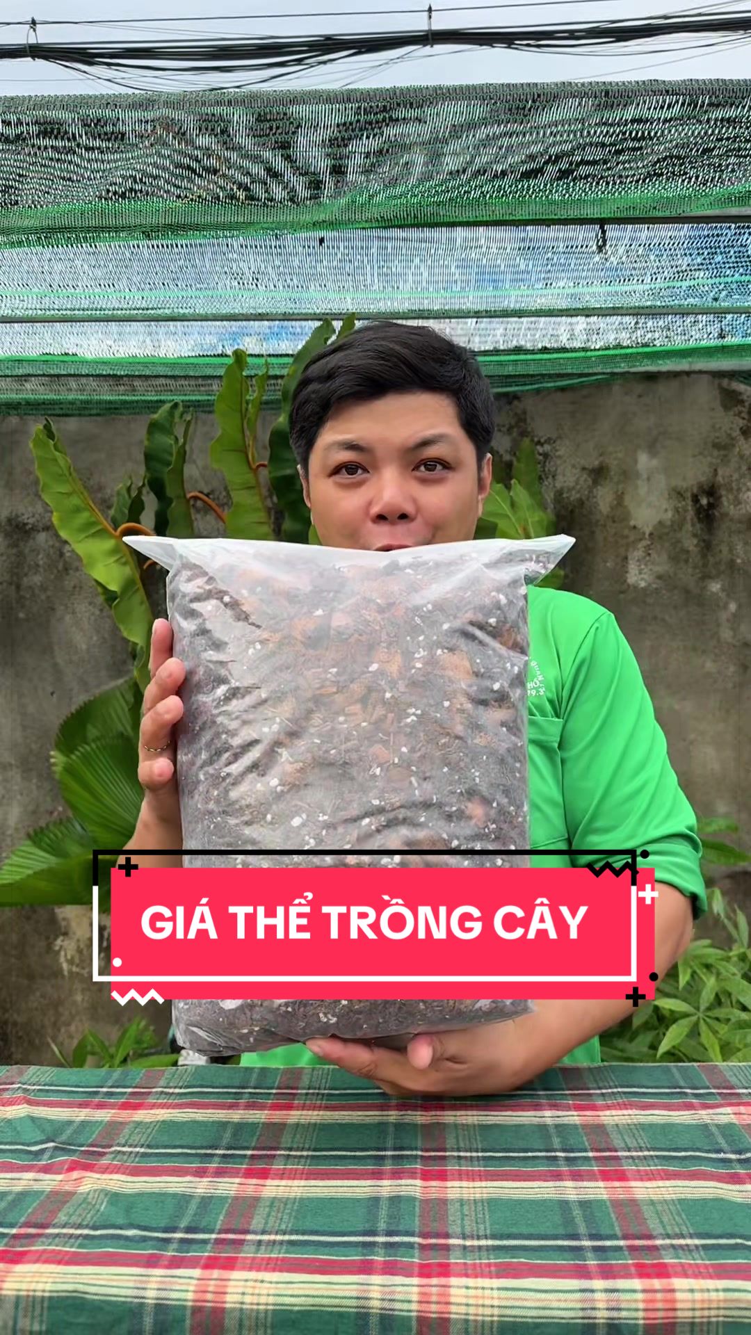 @C&acirc;y Xanh Phong Hồng